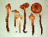  (Phaeocollybia jennyae - BGE_00481_F09)  @11 [ ] Copyright (2024) Fabio Padovan None