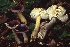  (Russula leprosa - BGE_00482_A08)  @11 [ ] Copyright (2024) Marco Floriani None