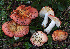  ( - BGE_00482_H09)  @11 [ ] Copyright (2024) Luciano Michelin None