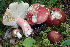  ( - BGE_00482_H11)  @11 [ ] Copyright (2024) Luciano Michelin None