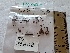  (Conocybe microrrhiza - BGE_00474_C07)  @11 [ ] Copyright (2025) Unspecified University of Trento