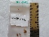  (Galerina heterocystis - BGE_00474_F03)  @11 [ ] Copyright (2025) Unspecified University of Trento