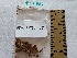  (Hebeloma pallidum - BGE_00474_G10)  @11 [ ] Copyright (2025) Unspecified University of Trento