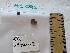  (Hebeloma tomentosum - BGE_00474_G11)  @11 [ ] Copyright (2025) Unspecified University of Trento