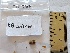  (Inocybe - BGE_00475_C06)  @11 [ ] Copyright (2025) Unspecified University of Trento