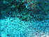  ( - L.3960108)  @11 [ ] CreativeCommons - Attribution Non-Commercial Share-Alike (2016) Unspecified Naturalis Biodiversity Center