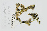  ( - L.3960359)  @11 [ ] CreativeCommons - Attribution Non-Commercial Share-Alike (2016) Unspecified Naturalis Biodiversity Center