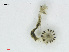  ( - L 0976255)  @11 [ ] CreativeCommons - Attribution Non-Commercial Share-Alike (2016) Unspecified Naturalis Biodiversity Center