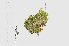  ( - L.3960419)  @11 [ ] CreativeCommons - Attribution Non-Commercial Share-Alike (2016) Unspecified Naturalis Biodiversity Center