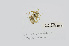  ( - L.3960433)  @11 [ ] CreativeCommons - Attribution Non-Commercial Share-Alike (2016) Unspecified Naturalis Biodiversity Center