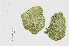  ( - L.3960422)  @11 [ ] CreativeCommons - Attribution Non-Commercial Share-Alike (2016) Unspecified Naturalis Biodiversity Center