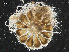  ( - L 0976230)  @11 [ ] CreativeCommons - Attribution Non-Commercial Share-Alike (2016) Unspecified Naturalis Biodiversity Center
