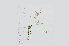  ( - L.3960145)  @11 [ ] CreativeCommons - Attribution Non-Commercial Share-Alike (2016) Unspecified Naturalis Biodiversity Center