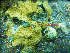  (Amphiroa tribulus - L.3960148)  @11 [ ] CreativeCommons - Attribution Non-Commercial Share-Alike (2016) Unspecified Naturalis Biodiversity Center