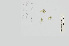  (Penicillus sp - L.3960153)  @11 [ ] CreativeCommons - Attribution Non-Commercial Share-Alike (2016) Unspecified Naturalis Biodiversity Center