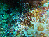  (Flahaultia - L.3960163)  @11 [ ] CreativeCommons - Attribution Non-Commercial Share-Alike (2016) Unspecified Naturalis Biodiversity Center