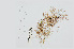  ( - L.3960189)  @11 [ ] CreativeCommons - Attribution Non-Commercial Share-Alike (2016) Unspecified Naturalis Biodiversity Center