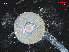  ( - L 0976236)  @11 [ ] CreativeCommons - Attribution Non-Commercial Share-Alike (2016) Unspecified Naturalis Biodiversity Center