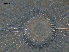  ( - L 0976236)  @11 [ ] CreativeCommons - Attribution Non-Commercial Share-Alike (2016) Unspecified Naturalis Biodiversity Center