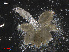  ( - L 0976238)  @11 [ ] CreativeCommons - Attribution Non-Commercial Share-Alike (2016) Unspecified Naturalis Biodiversity Center