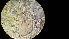  (Parvocaulis exiguus - L 0976238)  @11 [ ] CreativeCommons - Attribution Non-Commercial Share-Alike (2016) Unspecified Naturalis Biodiversity Center
