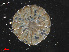 ( - L 0976239)  @11 [ ] CreativeCommons - Attribution Non-Commercial Share-Alike (2016) Unspecified Naturalis Biodiversity Center