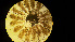  ( - L 0976239)  @11 [ ] CreativeCommons - Attribution Non-Commercial Share-Alike (2016) Unspecified Naturalis Biodiversity Center