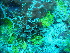  ( - L.3960214)  @11 [ ] CreativeCommons - Attribution Non-Commercial Share-Alike (2016) Unspecified Naturalis Biodiversity Center