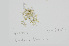  ( - L.3960268)  @11 [ ] CreativeCommons - Attribution Non-Commercial Share-Alike (2016) Unspecified Naturalis Biodiversity Center