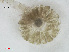  ( - L 0976243)  @11 [ ] CreativeCommons - Attribution Non-Commercial Share-Alike (2016) Unspecified Naturalis Biodiversity Center