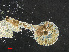  ( - L 0976243)  @11 [ ] CreativeCommons - Attribution Non-Commercial Share-Alike (2016) Unspecified Naturalis Biodiversity Center