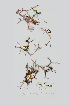  ( - L.3960274)  @11 [ ] CreativeCommons - Attribution Non-Commercial Share-Alike (2016) Unspecified Naturalis Biodiversity Center