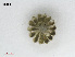  (Parvocaulis pusillus - L 0976244)  @11 [ ] CreativeCommons - Attribution Non-Commercial Share-Alike (2016) Unspecified Naturalis Biodiversity Center
