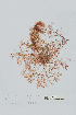  (Lophocladia trichoclados - L.3960325)  @11 [ ] CreativeCommons - Attribution Non-Commercial Share-Alike (2016) Unspecified Naturalis Biodiversity Center