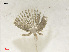  ( - L 0976248)  @11 [ ] CreativeCommons - Attribution Non-Commercial Share-Alike (2016) Unspecified Naturalis Biodiversity Center