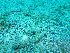  ( - L 0976248)  @11 [ ] CreativeCommons - Attribution Non-Commercial Share-Alike (2016) Unspecified Naturalis Biodiversity Center