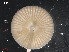  (Acetabularia schenckii - L 0976249)  @11 [ ] CreativeCommons - Attribution Non-Commercial Share-Alike (2016) Unspecified Naturalis Biodiversity Center
