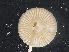  ( - L 0976249)  @11 [ ] CreativeCommons - Attribution Non-Commercial Share-Alike (2016) Unspecified Naturalis Biodiversity Center