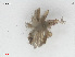  ( - L 0976250)  @11 [ ] CreativeCommons - Attribution Non-Commercial Share-Alike (2016) Unspecified Naturalis Biodiversity Center