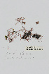  ( - L.3960335)  @11 [ ] CreativeCommons - Attribution Non-Commercial Share-Alike (2016) Unspecified Naturalis Biodiversity Center