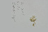  ( - L.3960069)  @11 [ ] CreativeCommons - Attribution Non-Commercial Share-Alike (2016) Unspecified Naturalis Biodiversity Center