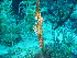  ( - L.3960069)  @11 [ ] CreativeCommons - Attribution Non-Commercial Share-Alike (2016) Unspecified Naturalis Biodiversity Center