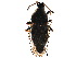  ( - BIOUG36218-C12)  @11 [ ] CreativeCommons - Attribution (2018) CBG Photography Group Centre for Biodiversity Genomics