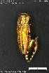  (Agrilus purpuratus - KSA0318)  @11 [ ] Creative Commons Attribution NonCommercial ShareAlike (2023) (2024) Research Center in Biodiversity and Genetic Resources Research Center in Biodiversity and Genetic Resources