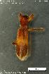  (Opilio longipilis - KSA1707)  @11 [ ] Creative Commons Attribution NonCommercial ShareAlike (2023) (2024) Research Center in Biodiversity and Genetic Resources Research Center in Biodiversity and Genetic Resources