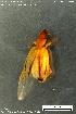  ( - KSA3044)  @11 [ ] Creative Commons Attribution NonCommercial ShareAlike (2023) (2024) Research Center in Biodiversity and Genetic Resources Research Center in Biodiversity and Genetic Resources
