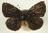 ( - BC-PhA0229)  @11 [ ] CreativeCommons - Attribution Non-Commercial Share-Alike (2017) Philippe Annoyer Centre for Biodiversity Genomics