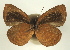  ( - BC-PhA0229)  @11 [ ] CreativeCommons - Attribution Non-Commercial Share-Alike (2017) Philippe Annoyer Centre for Biodiversity Genomics