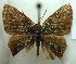 ( - MLIB-0141)  @14 [ ] CreativeCommons - Attribution (2010) Michel Libert Centre for Biodiversity Genomics