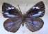  ( - MLIB-1466)  @12 [ ] CreativeCommons - Attribution (2014) Michel Libert Centre for Biodiversity Genomics